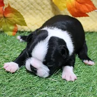 AKC Annie's Black & White Female Puppy 4, a female Boston Terrier for sale in Mount Olive, NC – 5 of 9