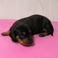 AKC Maggie's Black & Tan Female Puppy 1, a female Miniature Dachshund for sale in Mount Olive, NC – 5 of 10