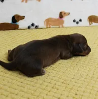 AKC Robin's Red Female Puppy 1, a female Miniature Dachshund for sale in Mount Olive, NC – 8 of 9