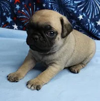 AKC Candy's Fawn Male Puppy 3, a male Pug for sale in Mount Olive, NC – 5 of 10