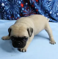 AKC Candy's Fawn Male Puppy 5, a male Pug for sale in Mount Olive, NC – 6 of 10