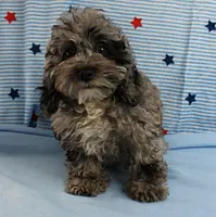 Twinkle's Blue Merle Female Puppy 1, a female Cockapoo for sale in Mount Olive, NC – 4 of 10