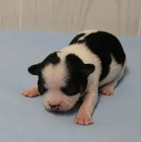 Chelsea's Black, White & Tan Party Male Puppy 2, a male Chihuahua for sale in Mount Olive, NC – 7 of 10
