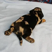 AKC Sallie's Black & Silver Dapple, Long Coat Female Puppy 2, a female Miniature Dachshund for sale in Mount Olive, NC – 7 of 10