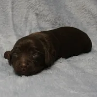 AKC Mae Mae's Chocolate Female Puppy 1, a female Miniature Dachshund for sale in Mount Olive, NC – 10 of 10