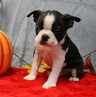 AKC Bubble's Black & White Male Puppy 2, a male Boston Terrier for sale in Mount Olive, NC – 3 of 10