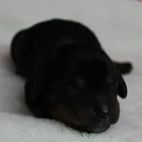 AKC Harleys Black & Tan Female Puppy 2, a female Miniature Dachshund for sale in Mount Olive, NC – 5 of 10
