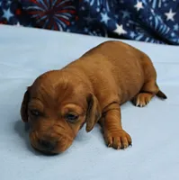AKC Roxy's Red Shaded Dapple Male Puppy 1, a male Miniature Dachshund for sale in Mount Olive, NC – 3 of 10