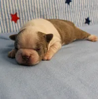 AKC Zoe's Seal & White Male Puppy 1, a male Boston Terrier for sale in Mount Olive, NC – 2 of 9