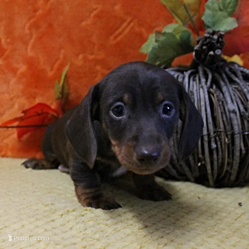 AKC Robin's Chocolate & Tan Male Puppy 5 – Miniature Dachshund puppy on hold in Mount Olive, NC