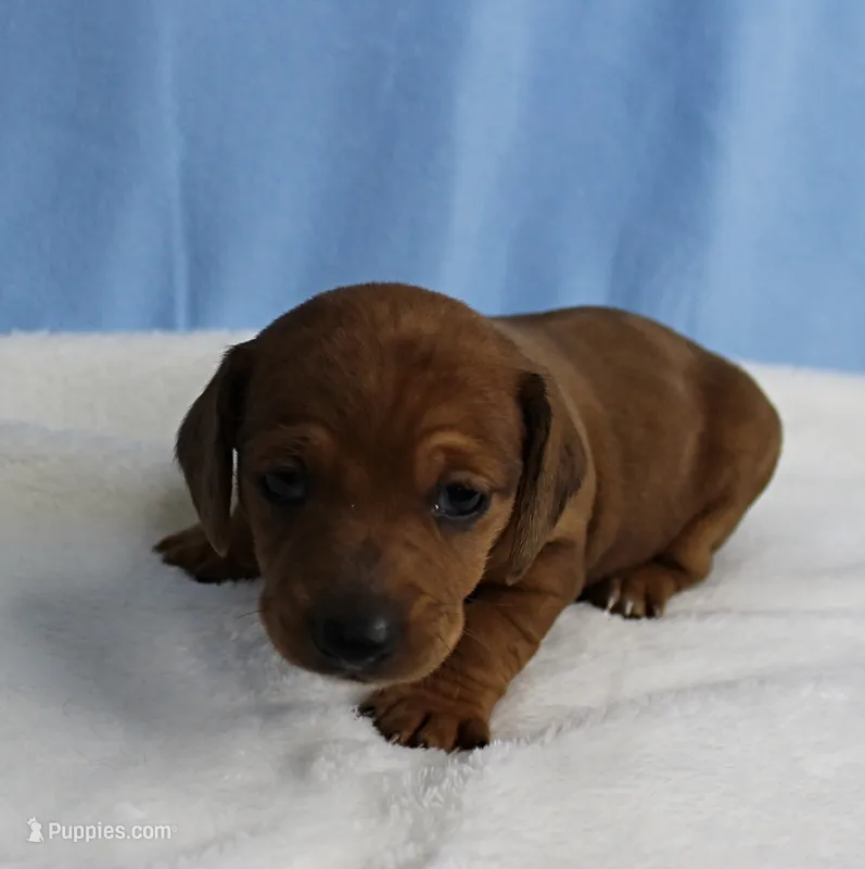 AKC Roxy's Red Shaded Dapple Male Puppy 1 – Miniature Dachshund puppy for sale in Mount Olive, NC