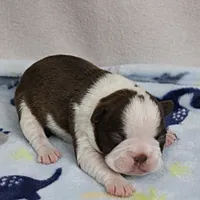 AKC Puddin's Chocolate & White Male Puppy 3, a male Boston Terrier for sale in Mount Olive, NC – 6 of 10