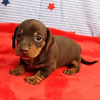 AKC Heidi's Chocolate & Tan Female Puppy 2, a female Miniature Dachshund for sale in Mount Olive, NC – 8 of 10