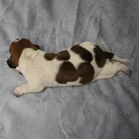 AKC Mae Mae's Red & White Piebald Male Puppy 2, a male Miniature Dachshund for sale in Mount Olive, NC – 5 of 10