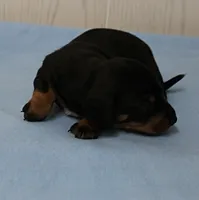AKC Maggie's Black & Tan Male Puppy 3, a male Miniature Dachshund for sale in Mount Olive, NC – 6 of 10