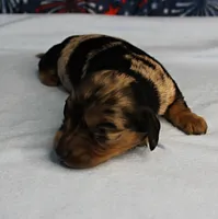 AKC Sallie's Black & Silver Dapple, Long Coat Male Puppy 4, a male Miniature Dachshund for sale in Mount Olive, NC – 5 of 10