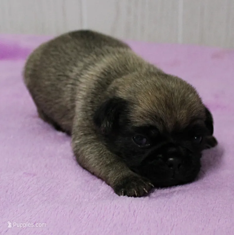  AKC Sandy's FawnMale Puppy 1 – Pug puppy for sale in Mount Olive, NC
