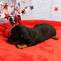 AKC Sallie's Black & Tan, Long Coat Female Puppy 1, a female Miniature Dachshund for sale in Mount Olive, NC – 6 of 10