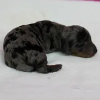 AKC Harleys Silver Dapple Female Puppy 1, a female Miniature Dachshund for sale in Mount Olive, NC – 4 of 10