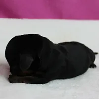 AKC Harleys Black & Tan Female Puppy 2, a female Miniature Dachshund for sale in Mount Olive, NC – 4 of 10