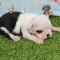 AKC Polly's White Face Female Puppy 3, a female Boston Terrier for sale in Mount Olive, NC – 5 of 10