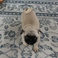 AKC Sandy's Male Puppy 4, a male Pug for sale in Mount Olive, NC – Photo 7 of 10