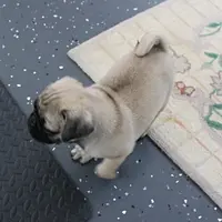 AKC Sandy's Male Puppy 4, a male Pug for sale in Mount Olive, NC – Photo 2 of 10