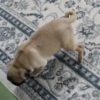 AKC Sandy's Male Puppy 4, a male Pug for sale in Mount Olive, NC – Photo 10 of 10