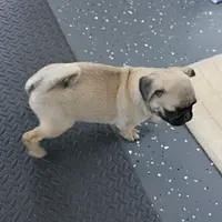 AKC Sandy's Male Puppy 4, a male Pug for sale in Mount Olive, NC – Photo 4 of 10