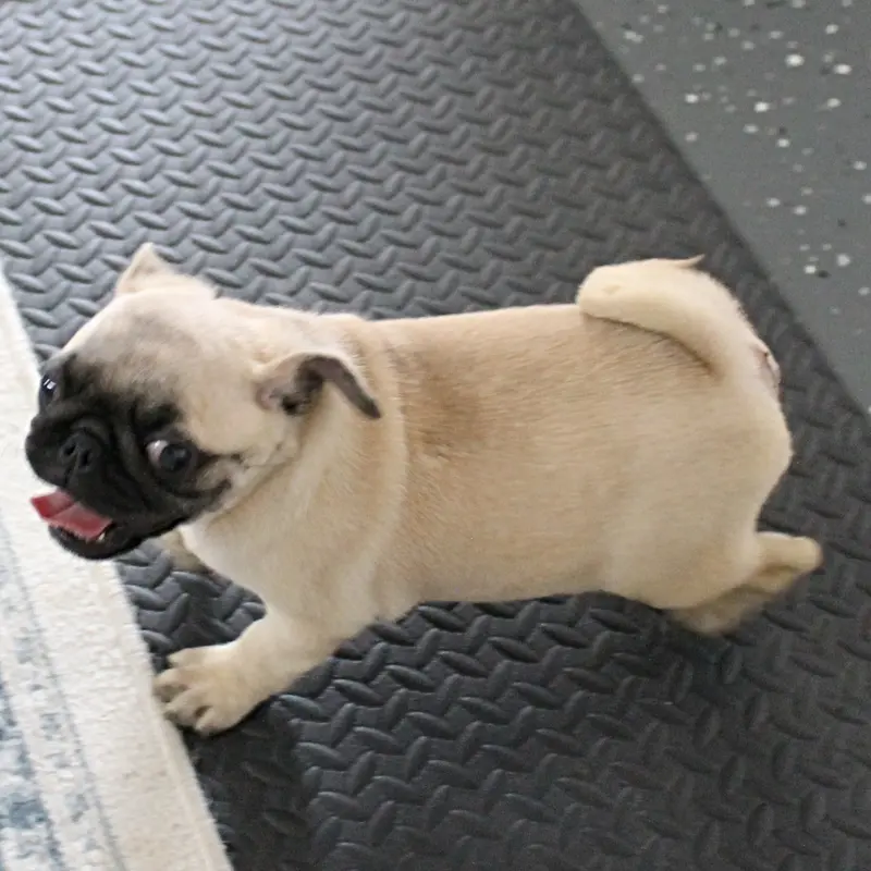 AKC Sandy's Male Puppy 4