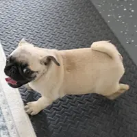 AKC Sandy's Male Puppy 4, a male Pug for sale in Mount Olive, NC – Photo 1 of 10