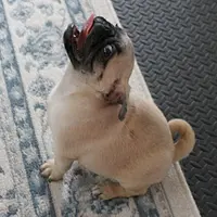 AKC Sandy's Male Puppy 4, a male Pug for sale in Mount Olive, NC – Photo 8 of 10