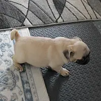 AKC Sandy's Male Puppy 4, a male Pug for sale in Mount Olive, NC – Photo 5 of 10