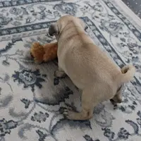 AKC Sandy's Male Puppy 4, a male Pug for sale in Mount Olive, NC – Photo 9 of 10