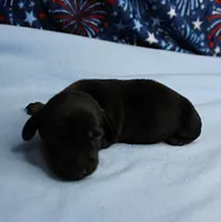 AKC Taylor's Black & Tan Male Puppy 4, a male Miniature Dachshund for sale in Mount Olive, NC – 6 of 10