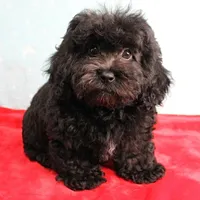 Tinker's Black Female Puppy 1, a female Cockapoo for sale in Mount Olive, NC – Photo 2 of 10