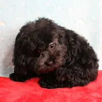 Tinker's Black Female Puppy 1, a female Cockapoo for sale in Mount Olive, NC – Photo 4 of 10