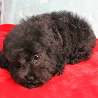 Tinker's Black Female Puppy 1, a female Cockapoo for sale in Mount Olive, NC – Photo 6 of 10