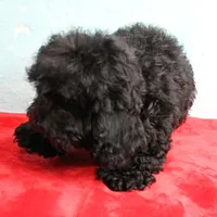 Tinker's Black Female Puppy 1, a female Cockapoo for sale in Mount Olive, NC – Photo 3 of 10