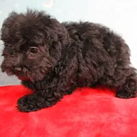 Tinker's Black Female Puppy 1, a female Cockapoo for sale in Mount Olive, NC – Photo 10 of 10