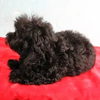 Tinker's Black Female Puppy 1, a female Cockapoo for sale in Mount Olive, NC – Photo 7 of 10