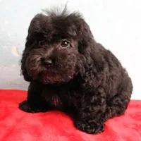Tinker's Black Female Puppy 1, a female Cockapoo for sale in Mount Olive, NC – Photo 5 of 10