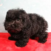 Tinker's Black Female Puppy 1, a female Cockapoo for sale in Mount Olive, NC – Photo 8 of 10