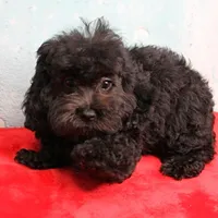 Tinker's Black Female Puppy 1, a female Cockapoo for sale in Mount Olive, NC – Photo 1 of 10