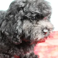 Tinker's Black Female Puppy 1, a female Cockapoo for sale in Mount Olive, NC – Photo 9 of 10