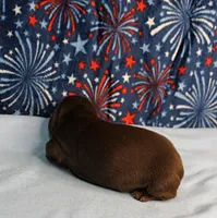 AKC Heidi's Chocolate & Tan Male Puppy 3, a male Miniature Dachshund for sale in Mount Olive, NC – 7 of 10