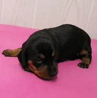 AKC Maggie's Black & Tan Female Puppy 1, a female Miniature Dachshund for sale in Mount Olive, NC – 7 of 10
