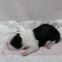 AKC Polly's Black & White Female Puppy 1, a female Boston Terrier for sale in Mount Olive, NC – 7 of 10