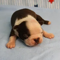 AKC Zoe's Chocolate & White Male Puppy 3, a male Boston Terrier for sale in Mount Olive, NC – 6 of 10