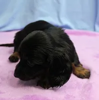 AKC Taylor's Black & Tan Male Puppy 4, a male Miniature Dachshund for sale in Mount Olive, NC – 4 of 10